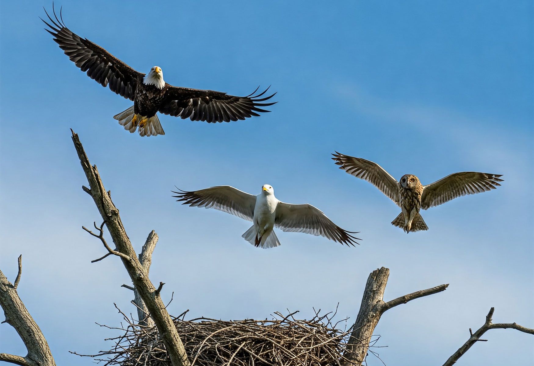 TLB have flown the nest